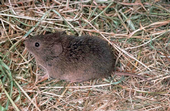 Vole (meadow mouse) Credit: Jack Kelly Clark, UC IPM